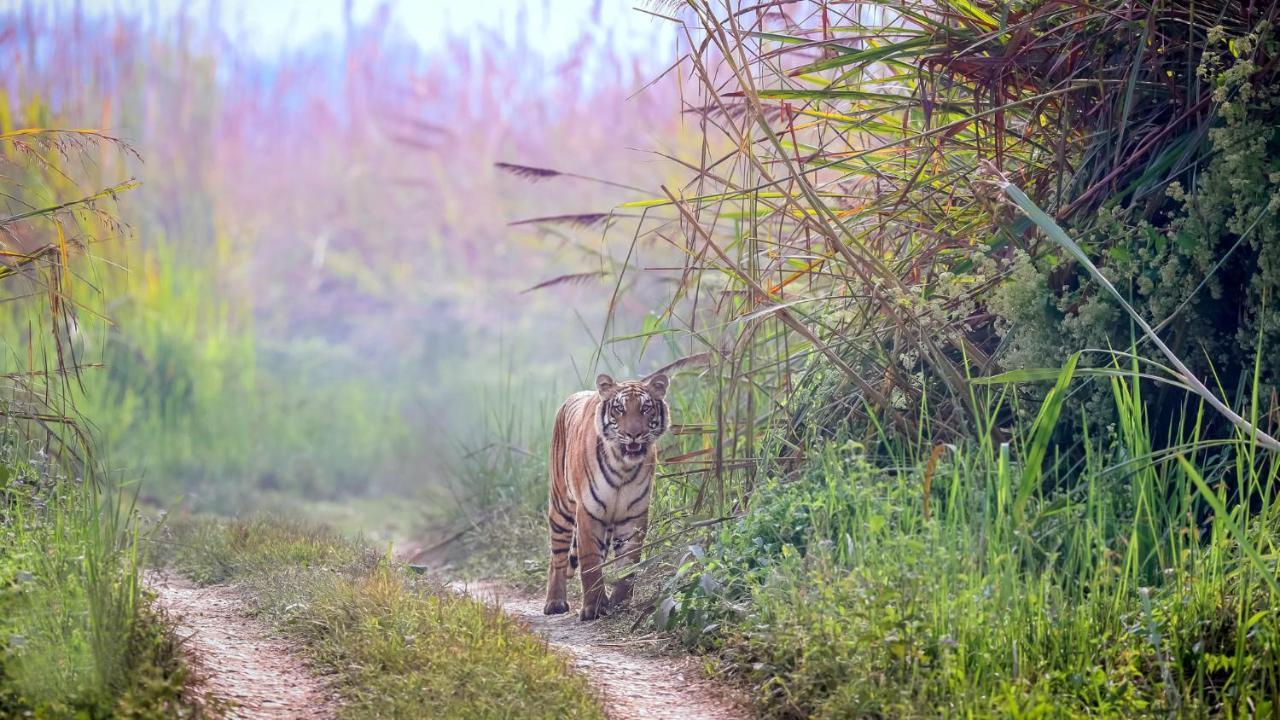 Park Safari Resort Саураха Экстерьер фото